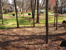 Cont Landscaping and Grading_6.jpg