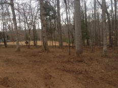 Land Clearing and Lawn Care_11.jpg